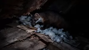 Czy deskowanie dachu chroni przed kunami